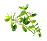 Brahmi, le bacopa