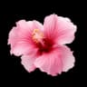 Fleur d'hibiscus