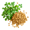Methi, le fenugrec