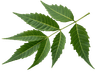 Feuilles de neem