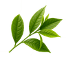 Feuilles de thé vert