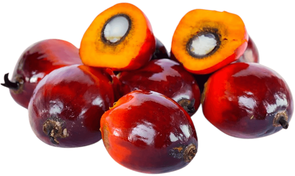 Fruits de palme batana