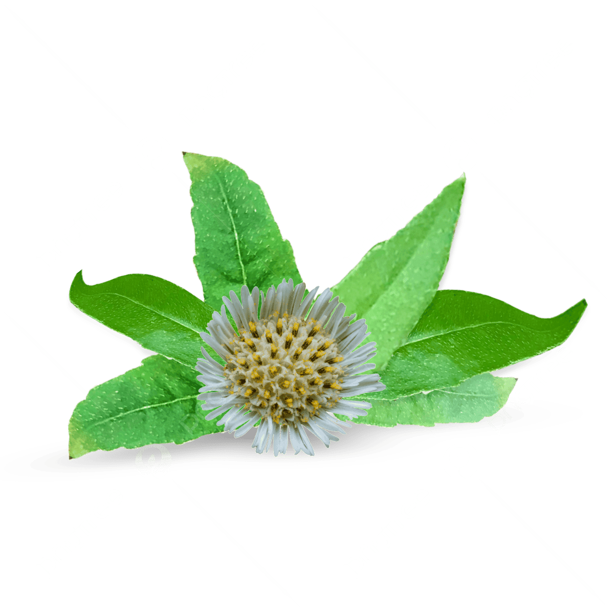 Bhringraj, le roi des cheveux
