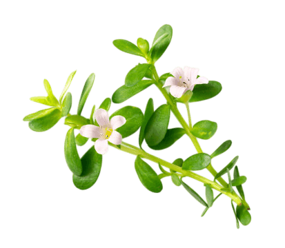 Brahmi, le bacopa
