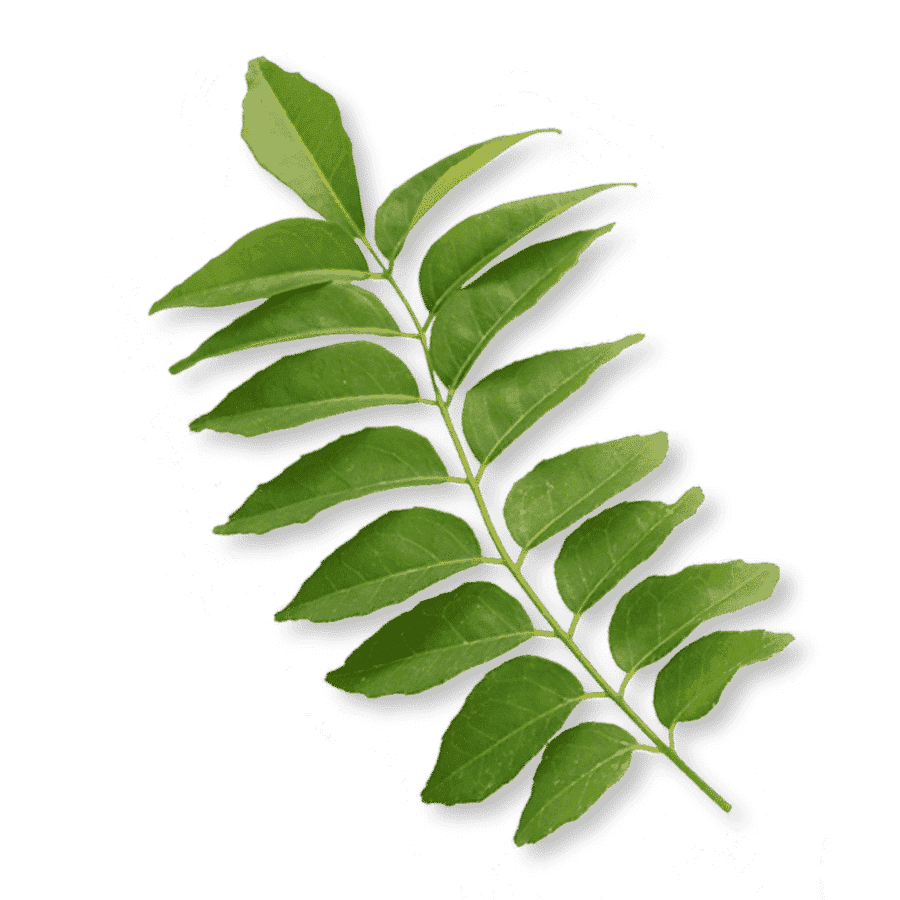 Feuilles de curry fraîches