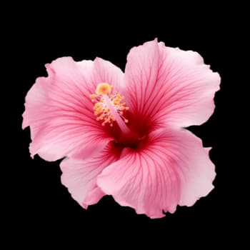 Fleur d'hibiscus