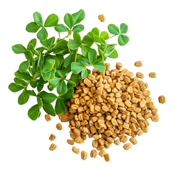 Methi, le fenugrec