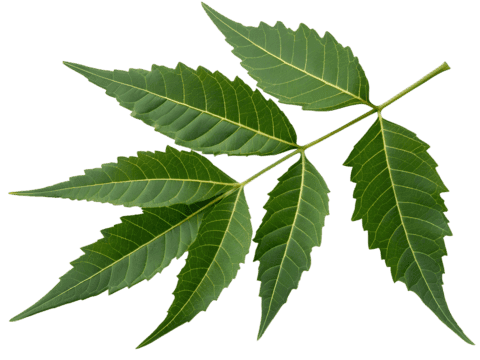 Feuilles de neem