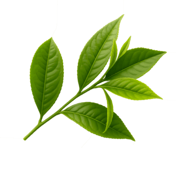 Feuilles de thé vert